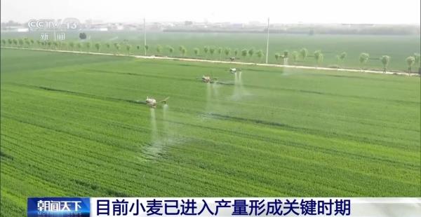 小麦进入产量形成关键时期 田间春管不停歇